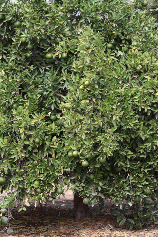              Habit (Iyomikan, Riverside, CA)   